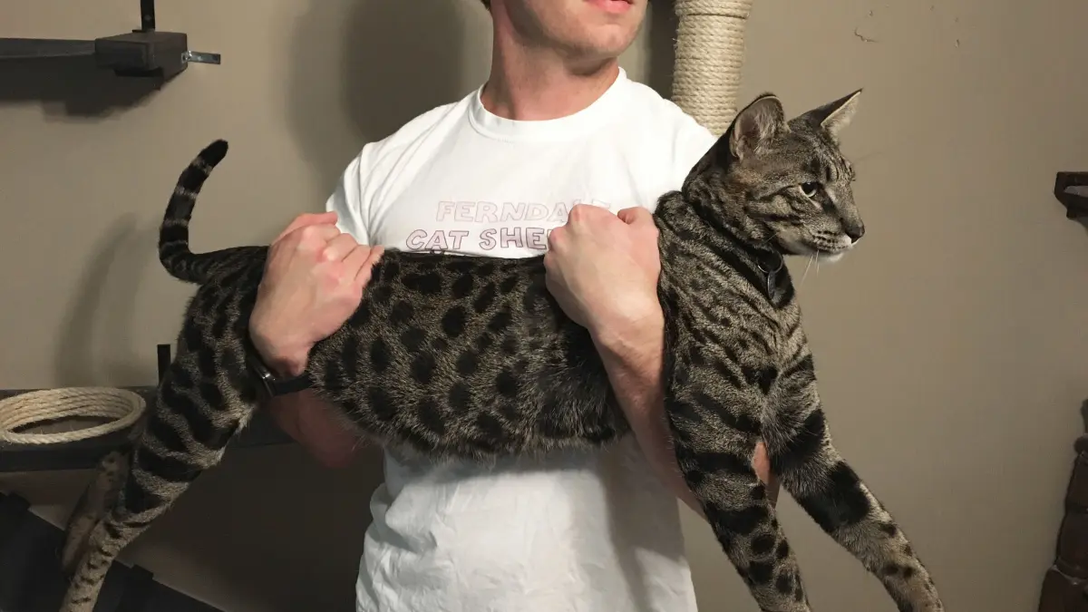 Will Powers hält am 13.09.2017 in Farmington Hills (USA) seine Katze Arcturus Aldebaran Powers im Arm. Arcturus, eine Savannah-Katze, wurde ins Guinness-Buch der Rekorde 2018 als größte Hauskatze der Welt aufgenommen. Arcturus ist zwei Jahre alt, bereits 19 Zoll (48,26 cm) groß und wächst noch.