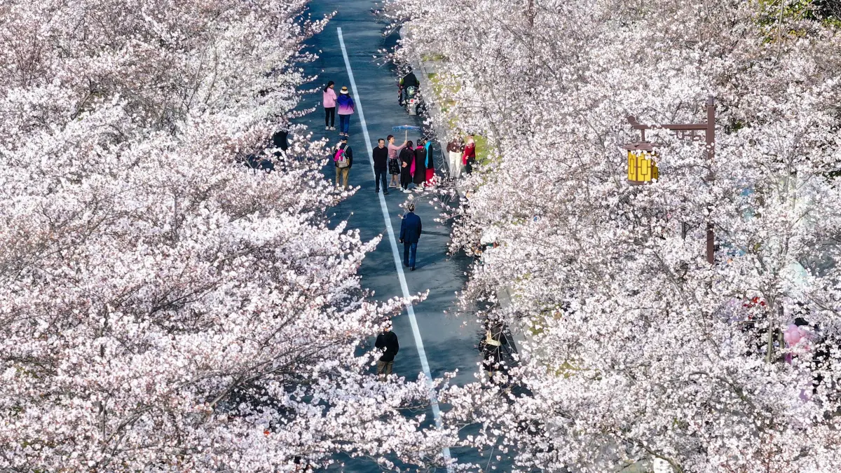 Touristen bewundern die Kirschblüte an der Jianzhen Road in Yangzhou in der ostchinesischen Provinz Jiangsu. Nach der Frühlings-Tagundnachtgleiche, die in diesem Jahr auf den 20. März fiel, dem vierten Sonnentermin im chinesischen Mondkalender, steigen die Temperaturen, und die Blumen stehen im ganzen Land in voller Blüte. +++ dpa-Bildfunk +++