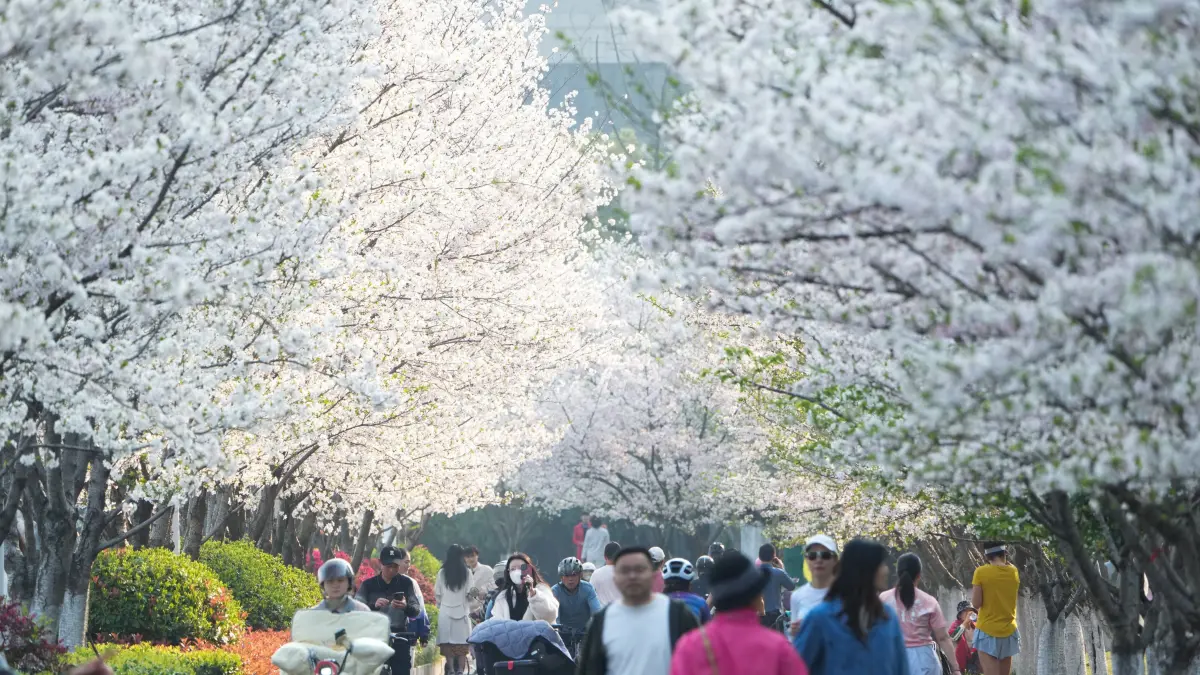 Mehr als 3.000 Kirschbäume stehen derzeit entlang der Wentao Road im Bezirk Binjiang in Hangzhou (China) in voller Blüte und sind zu einer neuen Attraktion der Stadt geworden.