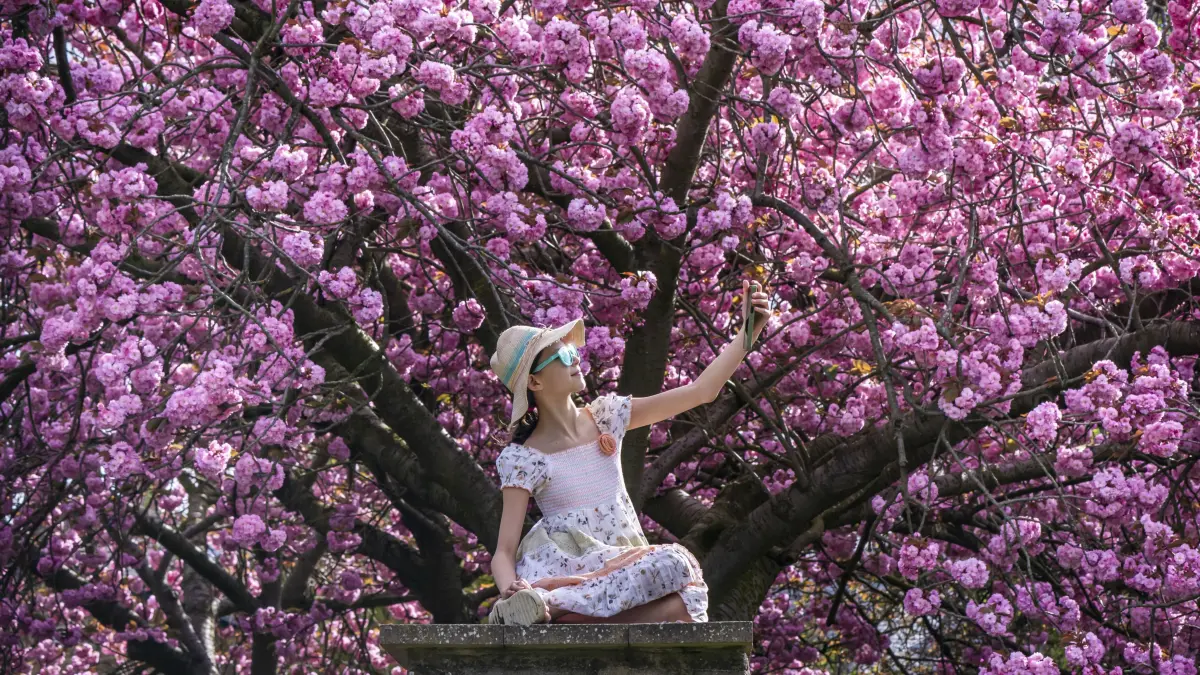 Eine Frau macht ein Foto vor den Zierkirschblüten im Springhead Park. Nach dem bisher wärmsten Tag des Jahres werden in Teilen Großbritanniens Temperaturen von minus 2 Grad erwartet, teilte das Met Office mit. +++ dpa-Bildfunk +++