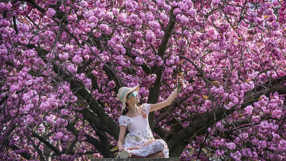 Eine Frau macht ein Foto vor den Zierkirschblüten im Springhead Park in Leeds.