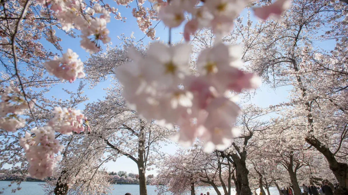 Menschen spazieren in Washington unter dem Baldachin der Kirschblüten entlang des Tidal Basin.