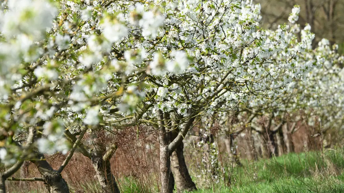 Kleinwüchsige Kirschbäume in einer Plantage stehen in voller Blüte. Die Kirschblüte im Werratal, dem größten hessischen Kirschanbaugebiet, hat wegen der warmen Temperaturen in diesem Jahr in Hessen außergewöhnlich früh begonnen. (zu dpa: «Frühe Kirschblüte im Witzenhäuser Land wegen warmen Wetters») +++ dpa-Bildfunk +++
