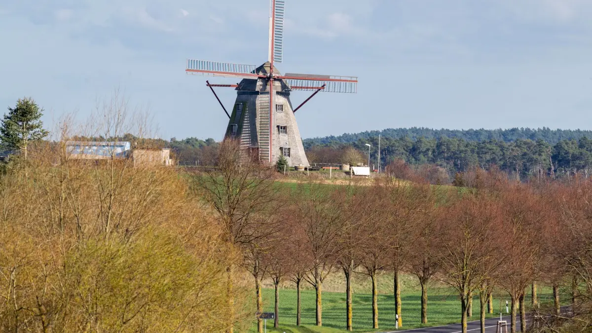 Greiffenberger Mühle: 01.04.2025, Brandenburg, Angermünde/Ot Greiffenberg: Die historische Windmühle steht nahe der Landstraße L 24 am Ortseingang auf einer kleinen Anhöhe. Die Erdholländermühle wurde bis 1938 betrieben und verfiel danach. Dank des Mühlenvereins Greiffenberg wurde die Mühle seit dem Jahr 2013 wieder komplett aufgebaut und ist eines der Wahrzeichen des Ortes. Foto: Soeren Stache/dpa - Honorarfrei nur für Bezieher des Dienstes ZB-Funkregio Ost +++ ZB-FUNKREGIO OST +++