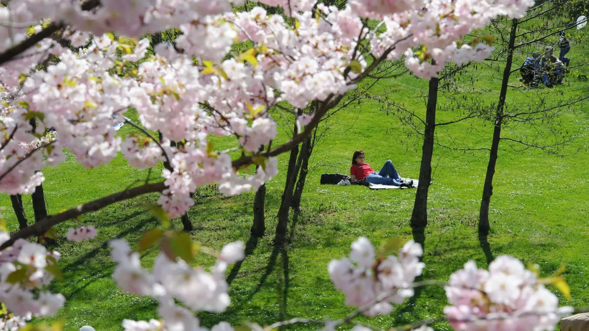 Eine junge Frau liegt am Sonntag (18.04.2010) in Berlin unter blühenden Kirschbäumen in den asiatischen "Gärten der Welt" im Erholungspark Marzahn. Dort wird am Sonntag als ein Zeichen der wiedererwachten Natur und des Frühlings das traditionelle Kirschblütenfest gefeiert. Foto: Jens Kalaene dpa/lbn ++ +++ dpa-Bildfunk +++