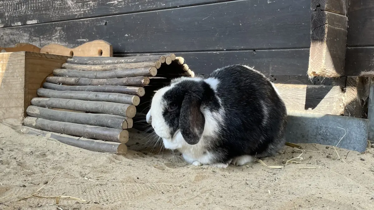Haily hat sich doch einmal vor die Hütte gewagt. Lange bleibt Zwergwidder-Häsin jedoch nicht draußen, verschwindet schnell wieder in ihrer Hütte.