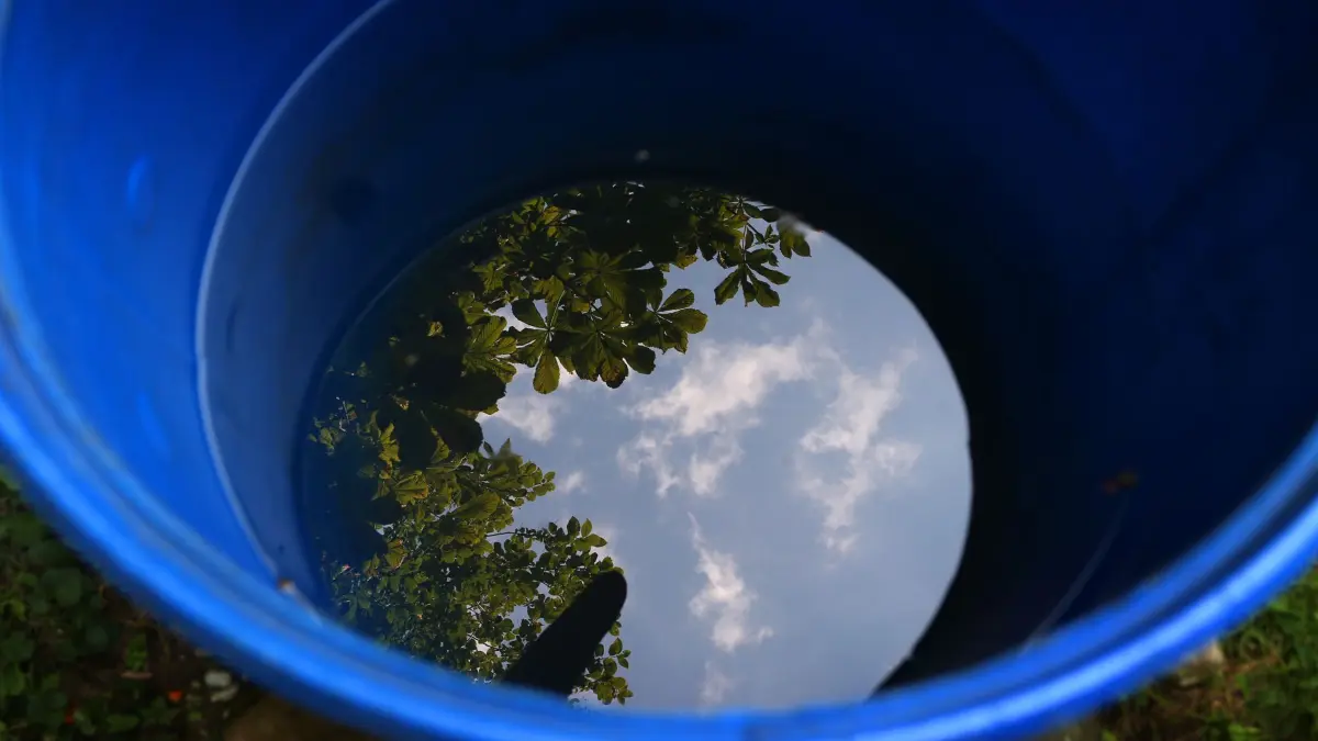 Kastanienbaum spiegelt sich in einer Regentonne im Garten: ARCHIV - Bitte sammeln: Regenwasser ist die beste Wahl für die Bewässerung des Gartens. (zu dpa: «5 Tipps gegen Trockenheit im Garten») Foto: Karl-Josef Hildenbrand/dpa-tmn - Honorarfrei nur für Bezieher des dpa-Themendienstes +++ dpa-Themendienst +++