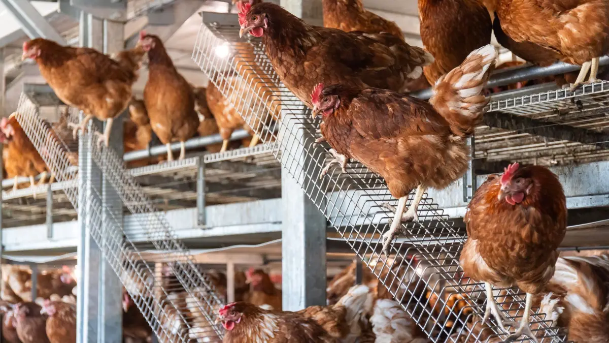 Hühnermobil: PRODUKTION - 08.04.2025, Hessen, Grünberg: Legehennen hocken im modernen mobilen Hühnerstall des Biohofs Theiß in Grünberg-Lumda. Tagsüber können sie jederzeit nach draußen auf die Wiesenfläche laufen. (zu dpa: «Eier aus dem Hühnermobil nicht nur zu Ostern gefragt») Foto: Christian Lademann/dpa +++ dpa-Bildfunk +++