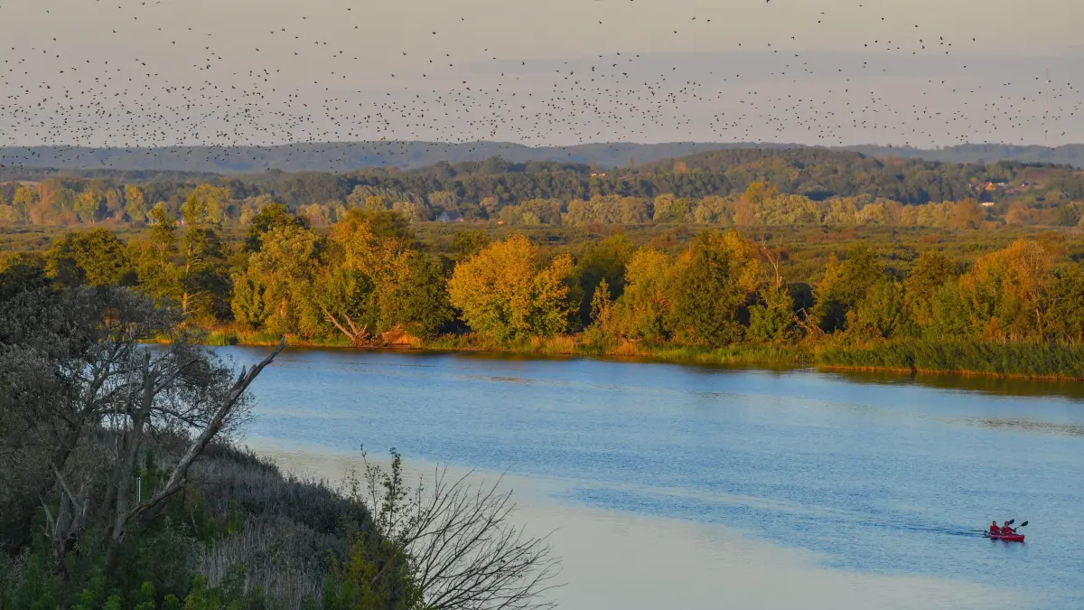 27.09.2018, Brandenburg, Mescherin: Stare fliegen im Sonnenuntergang über die Westoder. Im unteren Odertal befindet sich einer der größten Kranichschlafplätze des Binnenlandes. Bis zu 15.000 der majestätischen Vögel übernachten im polnischen Zwischenoderland, einer urwüchsigen Flussauenlandschaft zwischen West- und Ostoder. Alle Jahre wieder, wenn der Herbst naht, ziehen in den frühen Abendstunden tausende Kraniche zu ihren Schlafplätzen an der Oder. Den Tag über haben sie auf den Feldern nach Nahrung gesucht, speziell auf den abgeernteten Maisfeldern der Umgebung. Jetzt ist ihr Ziel, ein gut geschützter Schlafplatz in den unzugänglichen Poldergewässern zwischen Ost- und Westoder. Vom 28. September bis 07. Oktober feiert die Stadt Gartz (Oder) zum 13. Mal ihre Internationale Kranichwoche. Foto: Patrick Pleul/dpa-Zentralbild/dpa +++ dpa-Bildfunk +++
