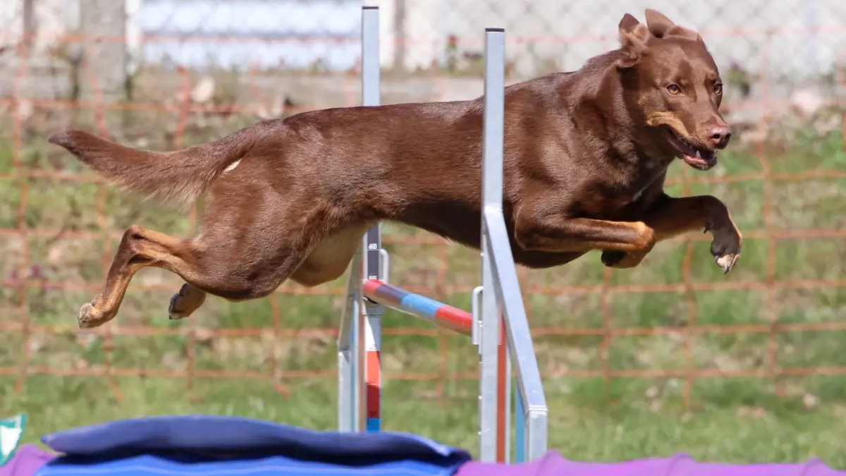 Hunde vom Hundesportverein Berolina Basdorf beim "Agility" Training