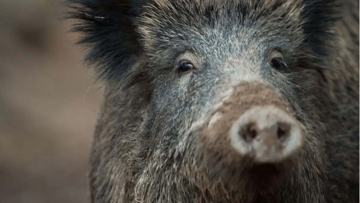 ARCHIV - 07.11.2016, Baden-Württemberg, Stuttgart: Ein Wildschwein schaut aus einem Wildschweingehege zum Fotografen. (zu dpa: «Afrikanische Schweinepest: erster Fall in Rheinland-Pfalz») Foto: Lino Mirgeler/dpa +++ dpa-Bildfunk +++