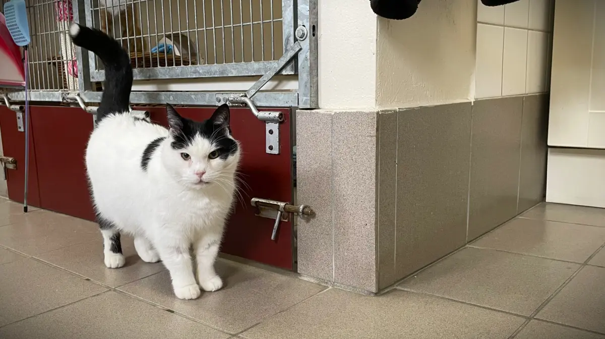 Abgesehen von seinen kleineren Beschwerden, ist Kater Nikolaus eine sehr anhänglicher Kuschelkater.