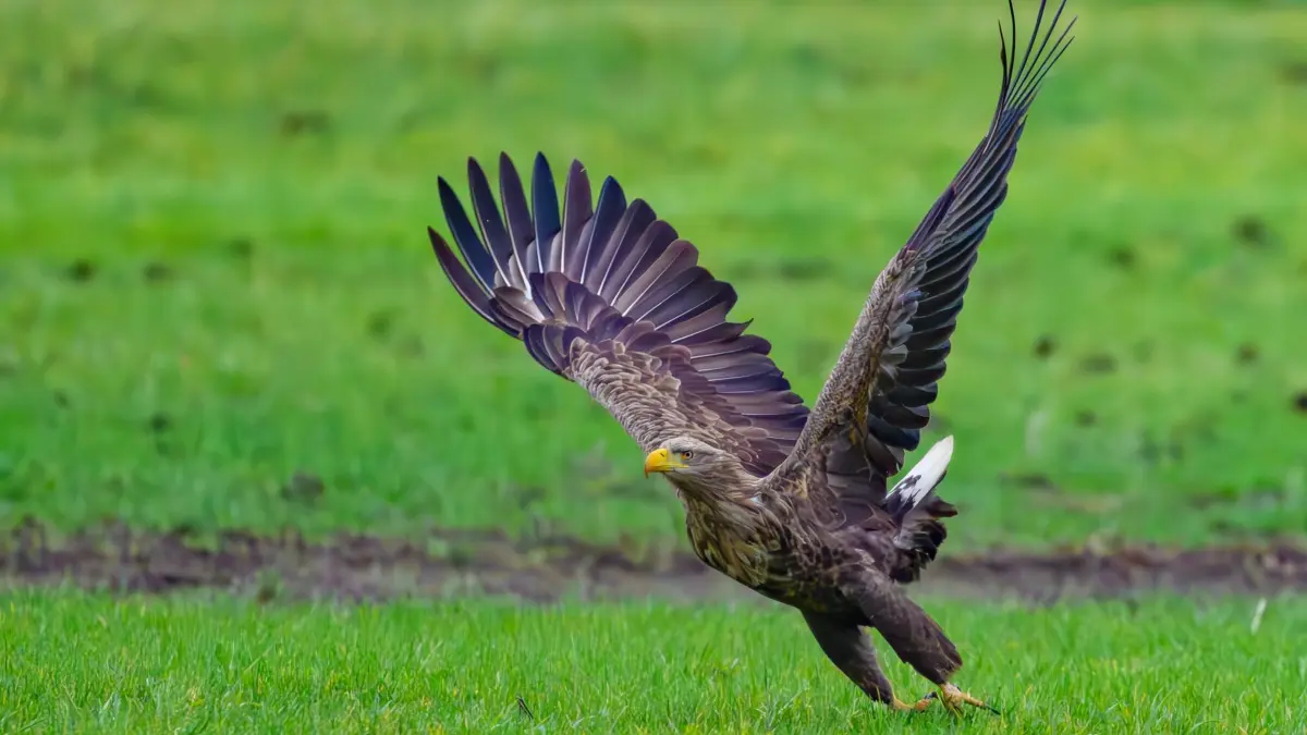 Seeadler: ARCHIV - 03.01.2025, Brandenburg, Reitwein: Ein Seeadler (Haliaeetus albicilla) startet von einem Feld im Oderbruch. Der Seeadler ist mit einer Flügelspannweite von bis zu zweieinhalb Metern der größte europäische Greifvogel. (zu dpa: «Extrem selten: Seeadler-Paar bekommt drei Junge») Foto: Patrick Pleul/dpa +++ dpa-Bildfunk +++