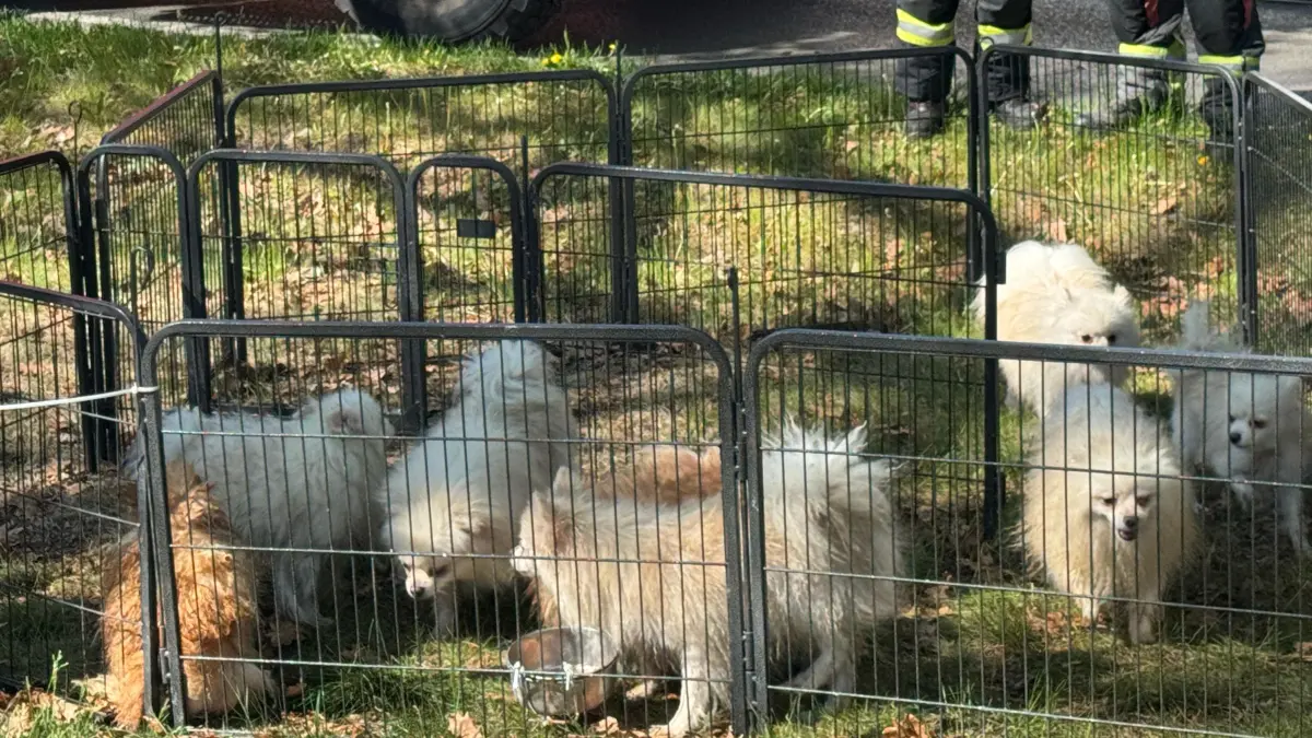 Dutzende Hunde und Katzen, darunter seltene Katzenarten, wurden aus einem brennenden Haus in Oranienburg gerettet. Das Veterinäramt Oberhavel prüft den Verdacht auf Animal Hoarding.