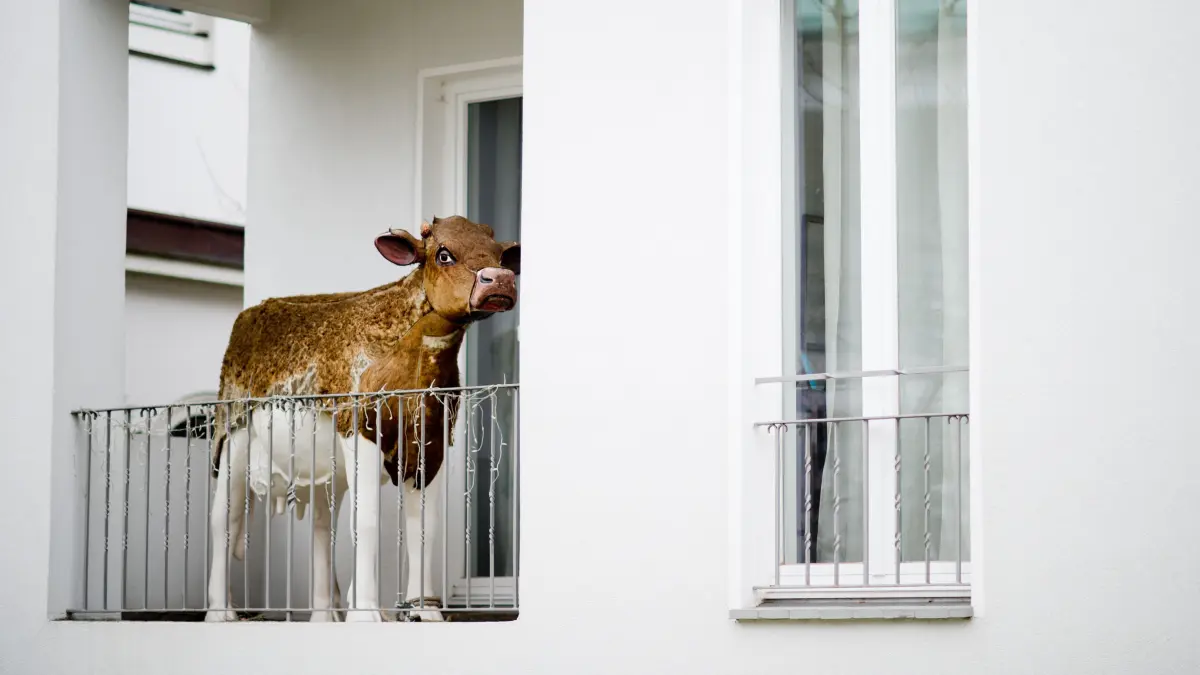 Ein künstliche Kuh steht am 18.02.2014 auf einem Balkon eines Privathauses in Hannover (Niedersachsen). Das Kunstwerk wurde von den Bewohnern bewusst auf den Balkon und nicht auf die Wiese im Vorgarten gestellt. Schließlich würde die Kuh dann beim Rasenmähen im Weg stehen. Foto: Julian Stratenschulte/dpa ++ +++ dpa-Bildfunk +++