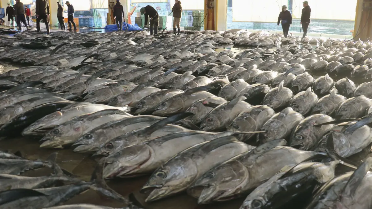 Auf einem regionalen Großmarkt im Westen Japans, wird Thunfisch für die erste Auktion des Jahres aufgereiht. +++ dpa-Bildfunk +++