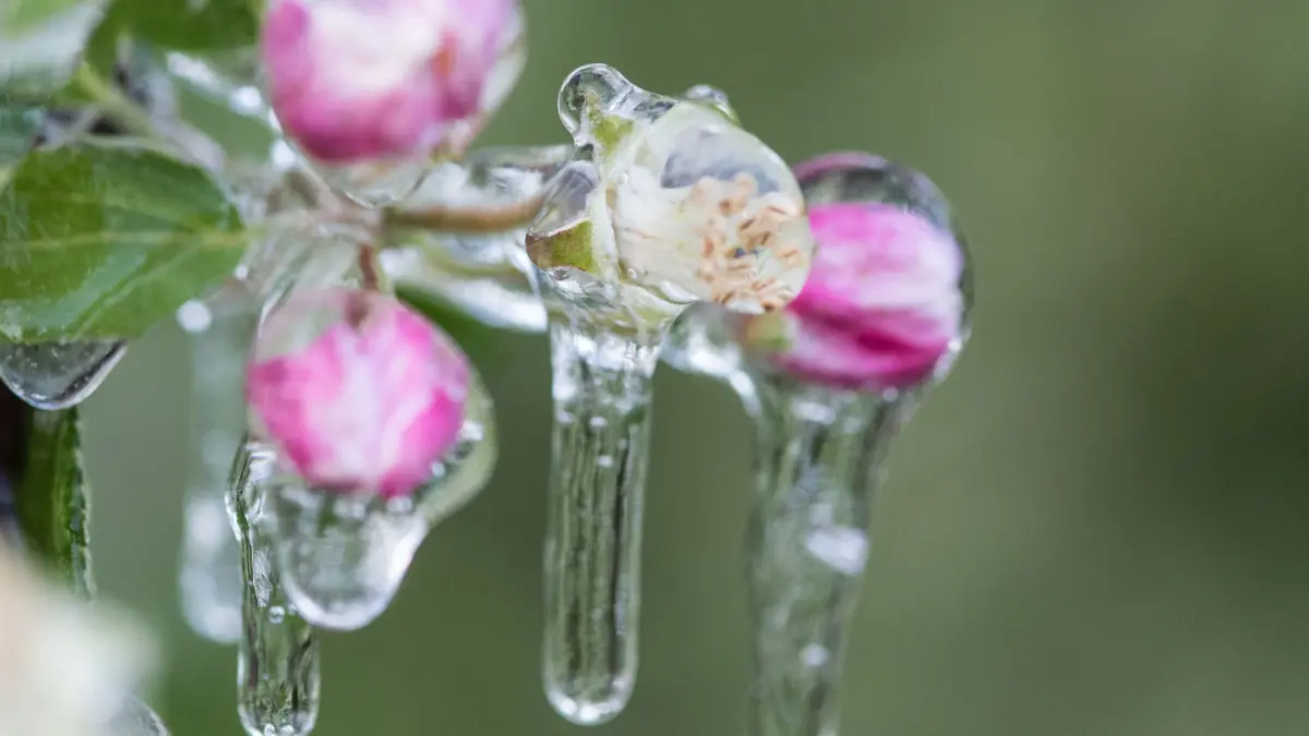 ARCHIV - Vereist sind Apfelblüten am 20.04.2017 bei Denzlingen (Baden-Württemberg). Um junge Früchte und Blüten vor Spätfrost zu schützen, setzen Winzer und Obstbauern die sogenannte Frostberegnung ein. (Zu dpa: «Von Frost im April bis Hitzewelle - die Wetter-Extreme des Jahres» vom 008.12.2017) Foto: Patrick Seeger/dpa +++ dpa-Bildfunk +++