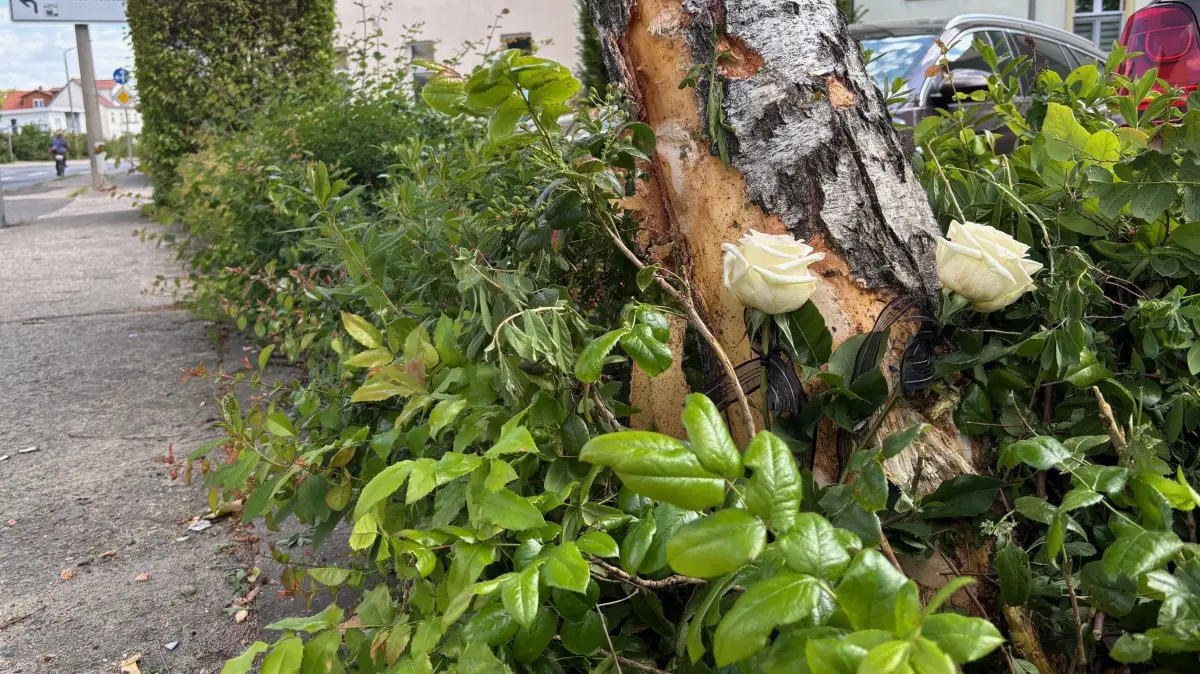 Weiße Rosen nach tödlichem Unfall: Im Ortsteil Fürstenberg in Eisenhüttenstadt ist am Wochenende eine Frau mit ihrem Motorrad verunglückt.