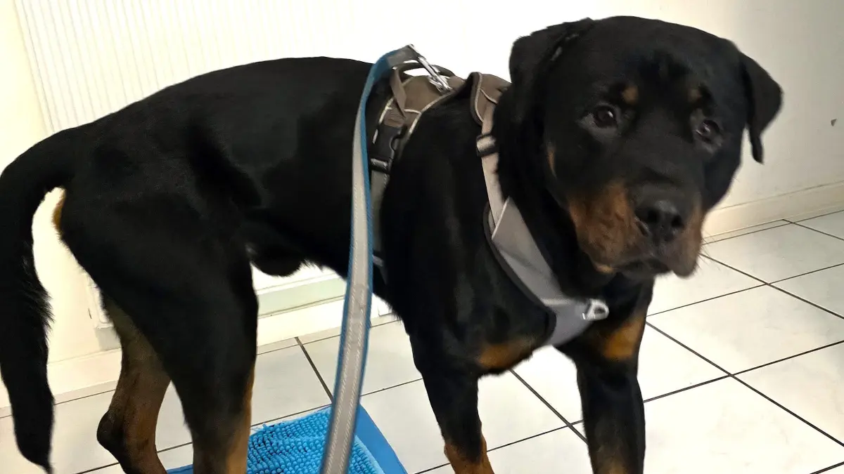 Dieser Rottweiler ist zum Sterben in einem Wald in Glienicke ausgesetzt worden. Der junge Rüde wurde zum Glück rechtzeitig entdeckt.