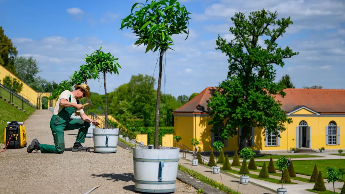 Sonniges Wetter über barocken Klostergarten: 12.05.2025, Brandenburg, Neuzelle: Ralf Mainz, Gärtnermeister der Stiftung Stift Neuzelle, ist auf den Terrassen im Klostergarten mit dem Befestigen eines Kübels mit einem Zwerg-Bitterorangenbaum beschäftigt. Das Kloster Neuzelle, rund zehn Kilometer südlich von Eisenhüttenstadt, ist das einzige vollständig und einschließlich der Außenanlagen erhaltene Zisterzienserkloster Brandenburgs und eine der wenigen unzerstörten Klosteranlagen in Deutschland und Europa. Foto: Patrick Pleul/dpa - Honorarfrei nur für Bezieher des Dienstes ZB-Funkregio Ost +++ ZB-FUNKREGIO OST +++