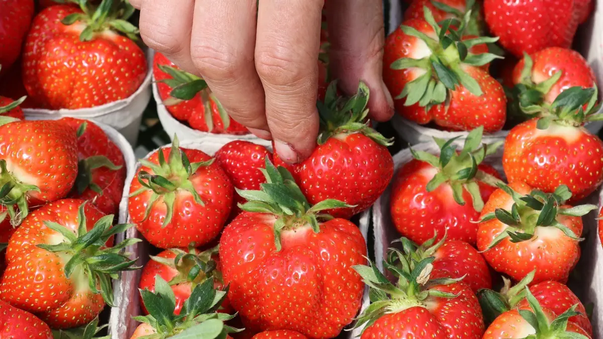 Umfrage zu Früchten und Beeren: ARCHIV - 30.04.2023, Mecklenburg-Vorpommern, Rövershagen: Rund 3,3 Kilo Erdbeeren essen die Menschen in Deutschland durchschnittlich im Jahr - jetzt läuft die Erntesaison in Deutschland an. (zu dpa: «Die Erdbeere ist Deutschlands Lieblingsfrucht») Foto: Bernd Wüstneck/dpa +++ dpa-Bildfunk +++