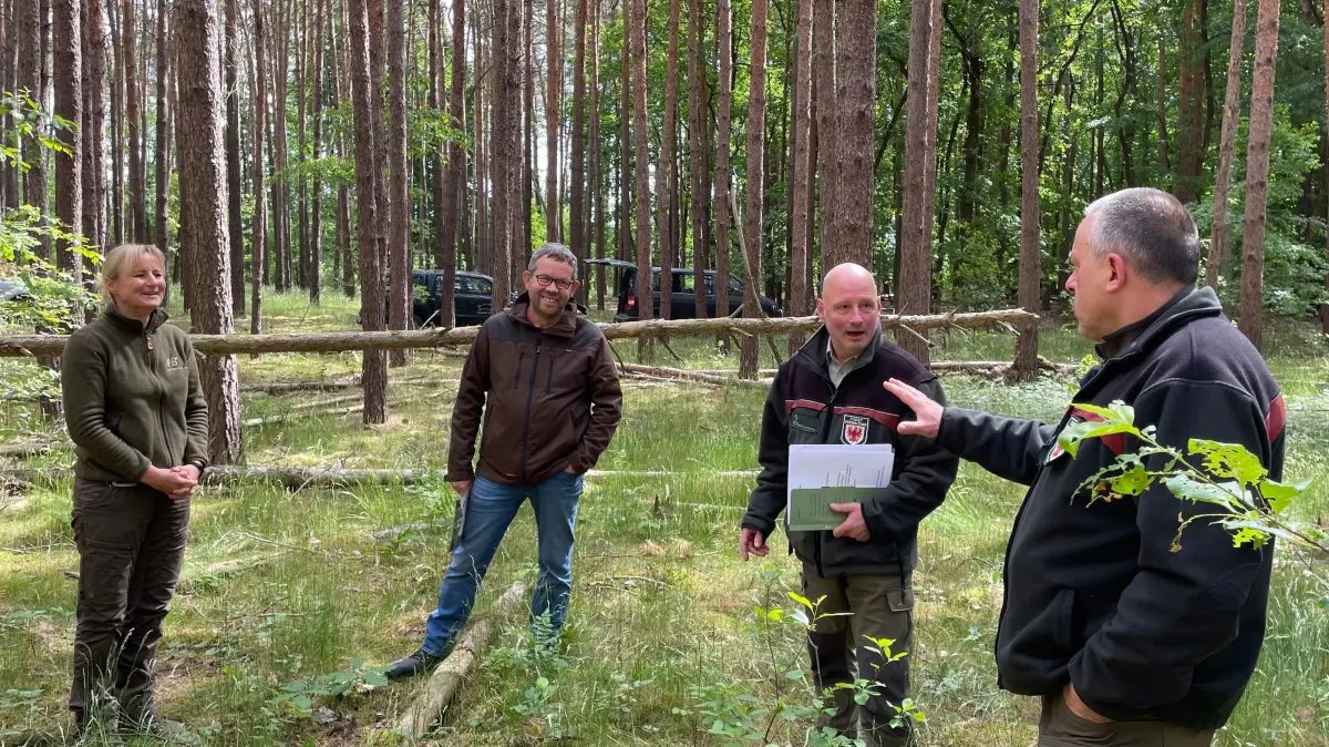 Waldumbau-Beratung vor Ort in einem Waldstück von Frank Kowalski nahe Storkow. Försterin Monique Müller (links) wird unterstützt von Forstamtsleiter Axel Becker und Hoheitsförster Peter Schwarz (von rechts).
