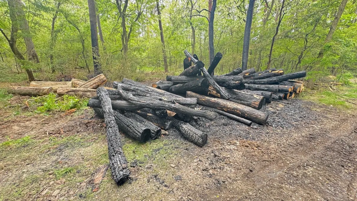 Feuer im Wald bei Görlsdorf (Vierlinden): Am Tag danach wird das Ausmaß des Brandes deutlich.