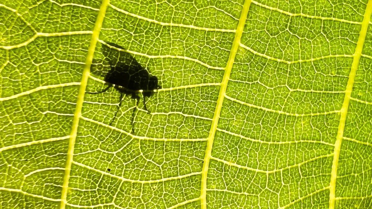 Fliege - Wetter in Niedersachsen: 30.05.2025, Niedersachsen, Laatzen: Der Schatten eines Insekts fällt auf das Blatt eines Wallnussbaums in der Region Hannover. Der Frühling 2025 war in Deutschland vergleichsweise kühl - dafür deutlich zu trocken. Der Wetterdienst gibt am Freitag Details bekannt. Foto: Julian Stratenschulte/dpa +++ dpa-Bildfunk +++