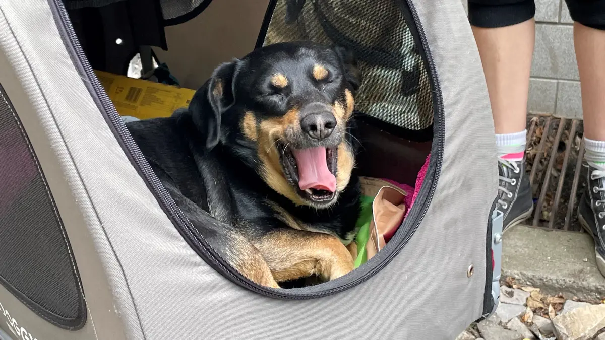 Hund Vielfraß fährt gerne im Transportwagen durch Berlin.