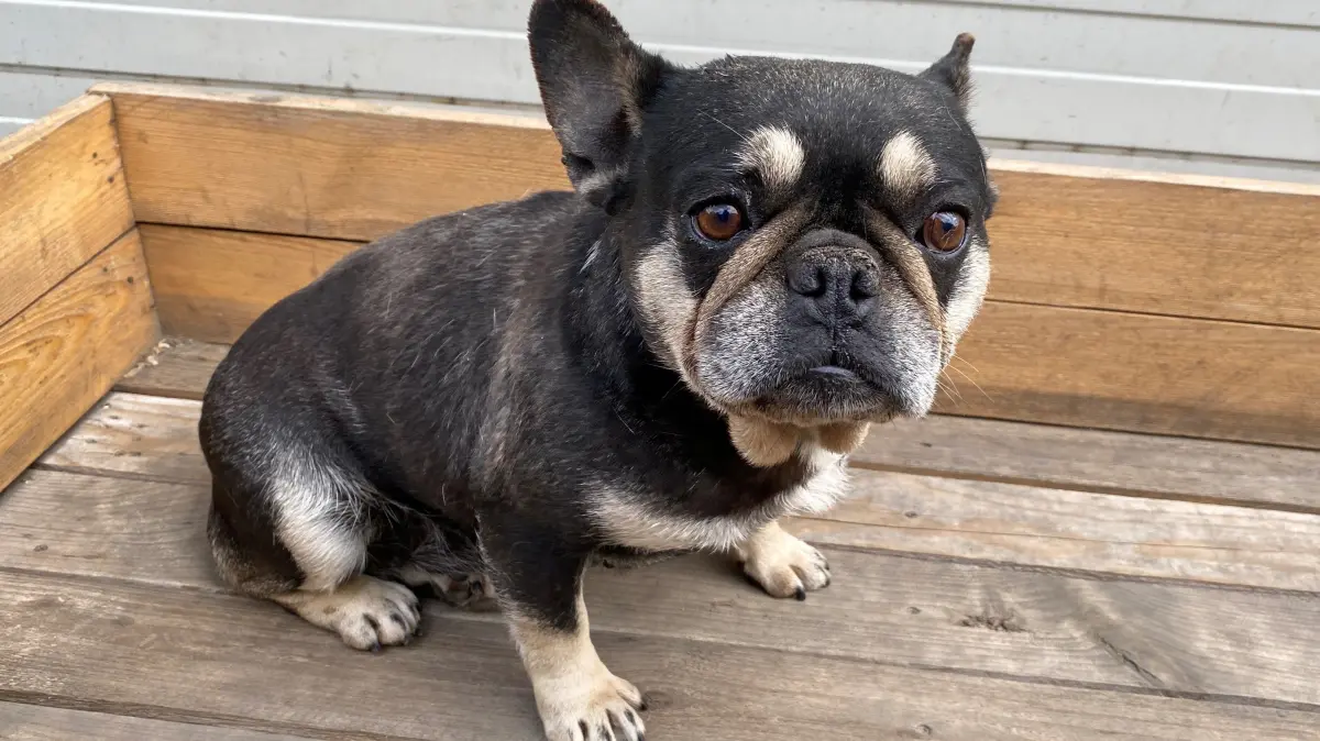 Sehnt sich nahc einem endlich angenehmen Hundeleben: die siebenjährige Französishce Bulldogge Lotti. Sie diente einem Halter in Deutschland als Vermehrerin und wurde nach vielen Schwangerschaften aussortiert.