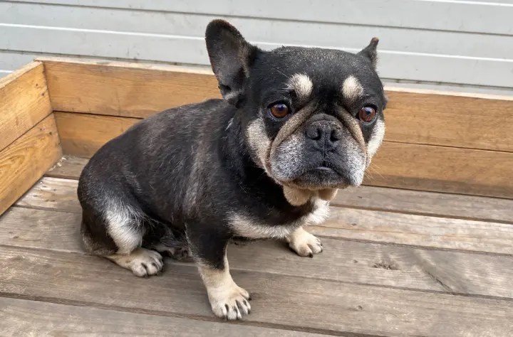 Ehemalige Geburtsmaschine Lotti hofft auf ein Happy End