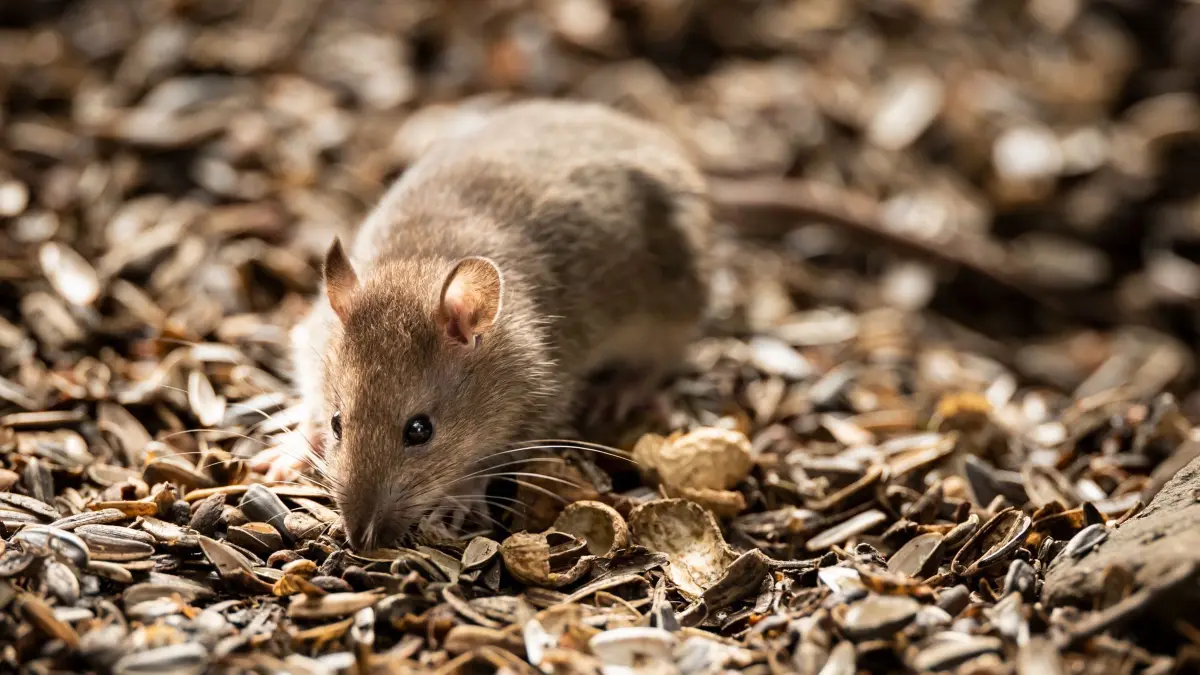 Ratte: ARCHIV - 27.10.2019, Großbritannien, North Yorkshire: Eine Ratte lebt in einem Eichhörnchen-Reservat. (zu dpa: «Rattenplage in Rheinland-Pfalz: Mythos oder Realität?») Foto: Danny Lawson/PA Wire/dpa +++ dpa-Bildfunk +++