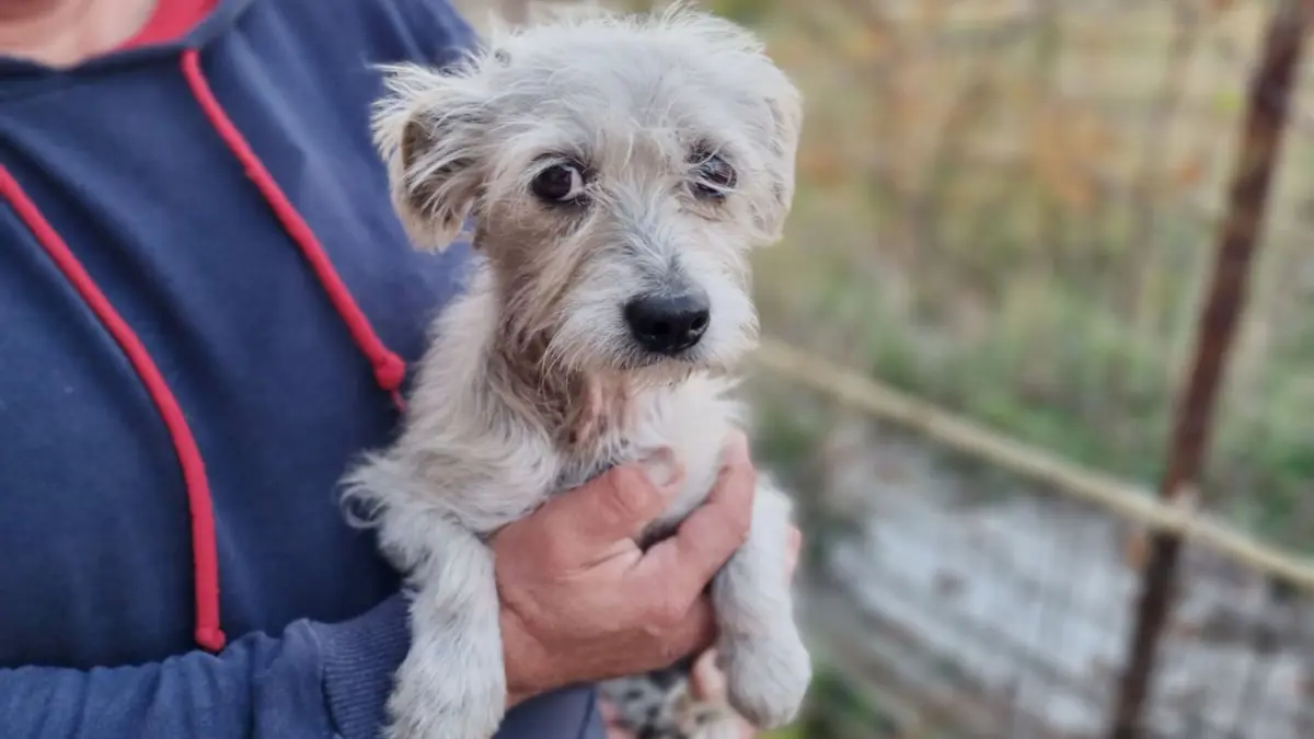 Sucht ein neuies Zuhause: die zweieinhalbjährige Terrier-Mix-Hündin Bibi