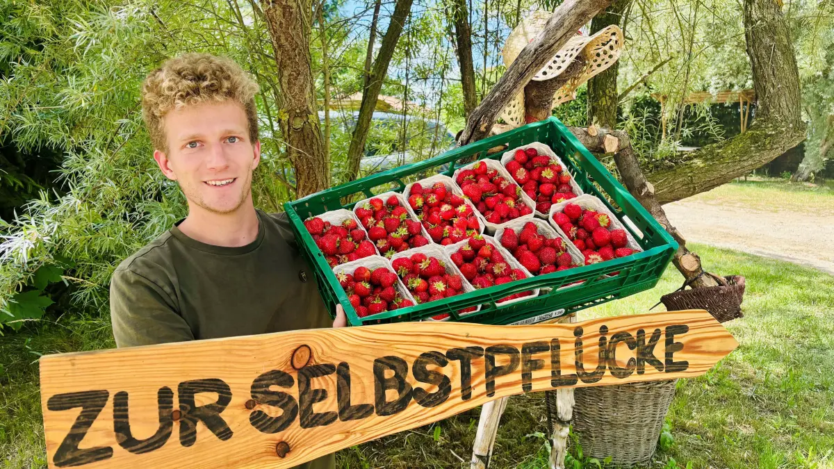 Auf dem Obsthof Neumann sind die Erdbeeren reif. Jost Neumann und das Team setzen bei der Ernte auf Selbstpflücker.
