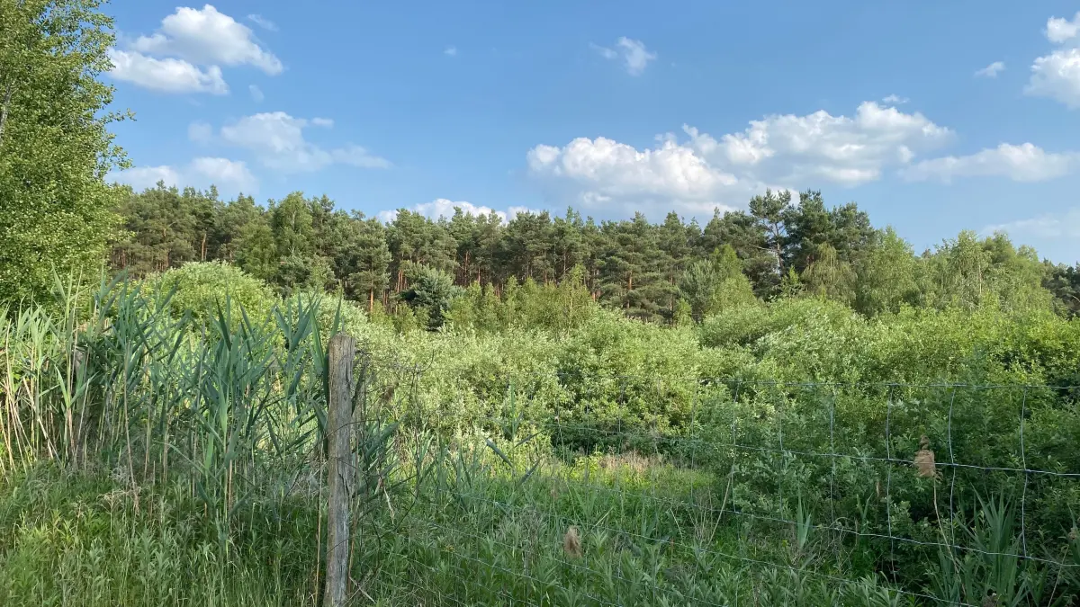 Grüner Wald: So sieht es in dem Gelände auf Gemarkung von Fürstenwalde heute aus.