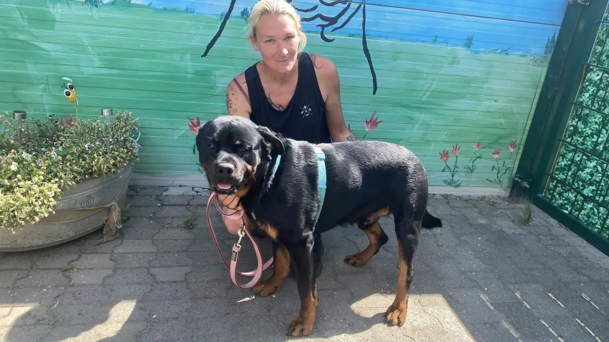 Ins Tierheim Eisenhüttenstadt abgeschoben: Tierheim-Mitarbeiterin Kathleen Bonack präsentiert den einjährigen Rottweiler Hades, der erst seit wenigen Tagen dort lebt. Die bisgherigen Halter waren mit dem kräftigen Hund nicht mehr klargekommen.