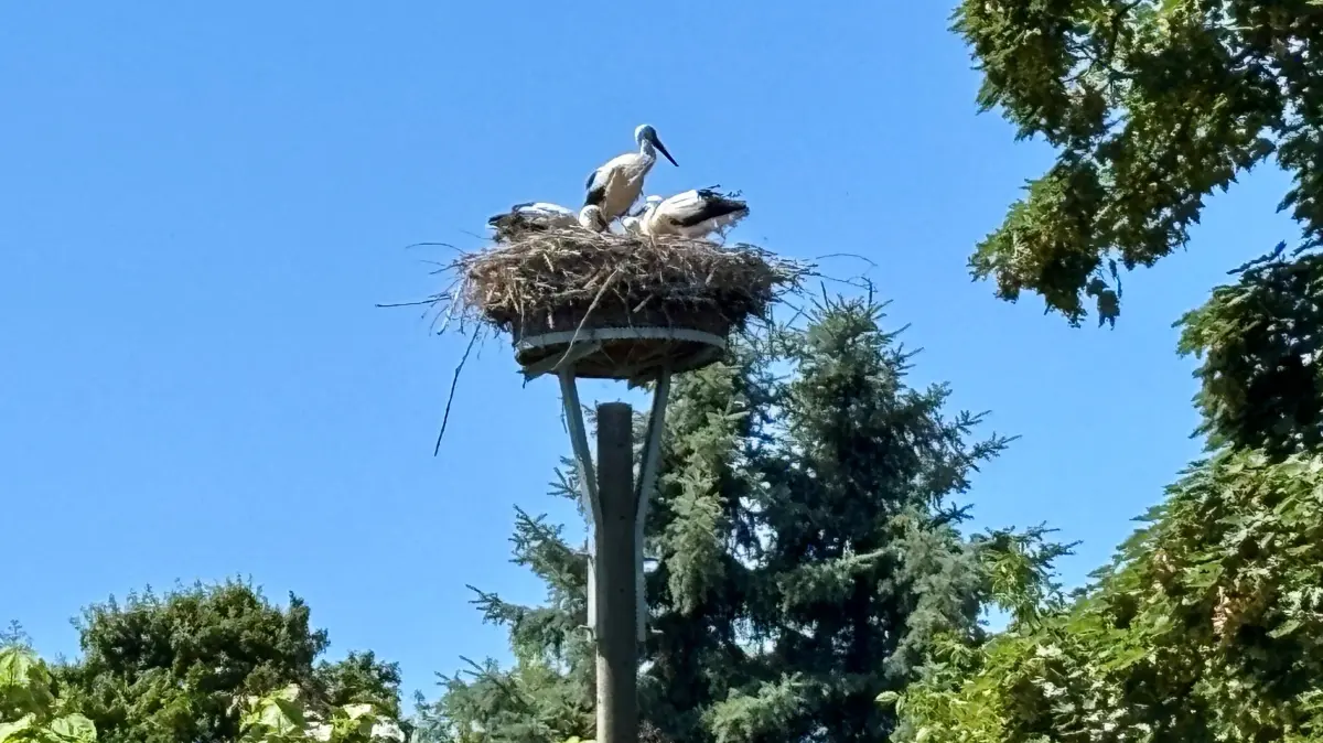 Die Störche sind in Dissen im Spreewald aktuall die Hauptattraktion. 14 besetzte Horste mit 32 Jungtieren können beobachtet werden.