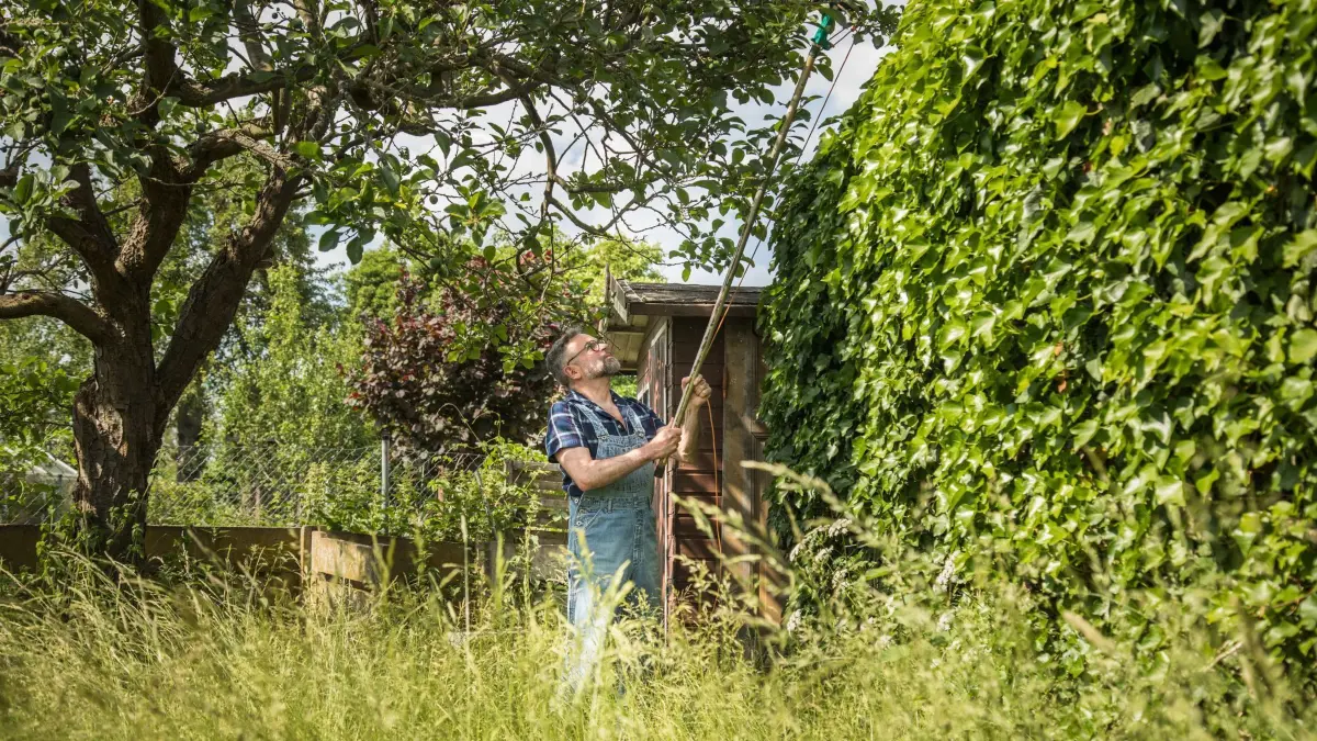 Mann schneidet einen Pflaumenbaum zurück: ILLUSTRATION - Ein Nachbar muss die Möglichkeit bekommen, Äste oder Zweige, die über das Grundstück hinausragen, selbstständig zu entfernen. (zu dpa: «Hecken und Bäume: Was gilt rechtlich im Garten?») Foto: Christin Klose/dpa-tmn - Honorarfrei nur für Bezieher des dpa-Themendienstes +++ dpa-Themendienst +++