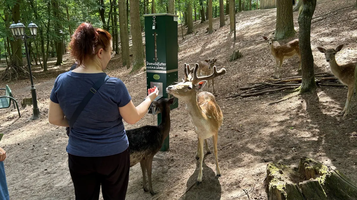 Damwild im Zoo Eberswalde