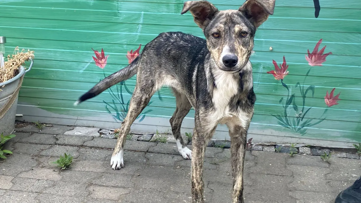 Wartet im Tierheim Eisenhüttenstadt auf ein neues Zuhause: der acht Monate alte Windhund-Mischling Hanka