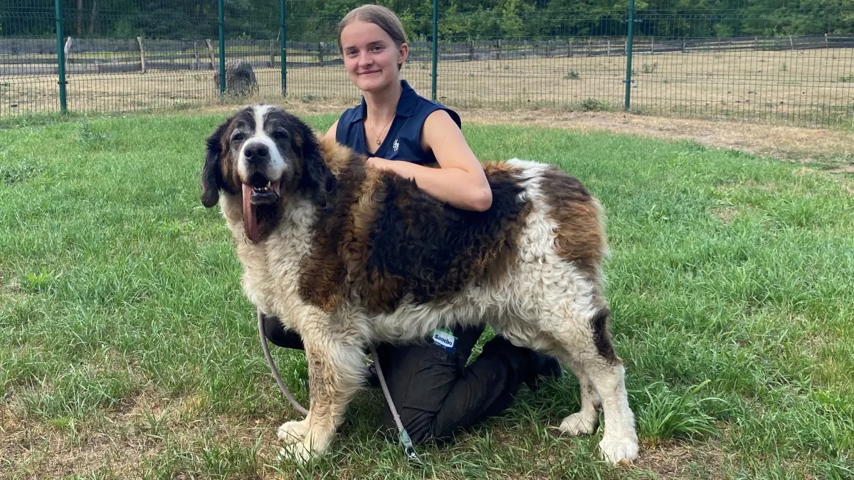 War zum Sterben verurteilt: Nun sucht der Berner Sennenhund Chester im Tierheim am See in Eisenhüttenstadt ein neues Zuhause. Mit Tierheim-Mitarbeiterin Lena Loll hat der zehnjährige Rüde sich bereits gut angefreundet.