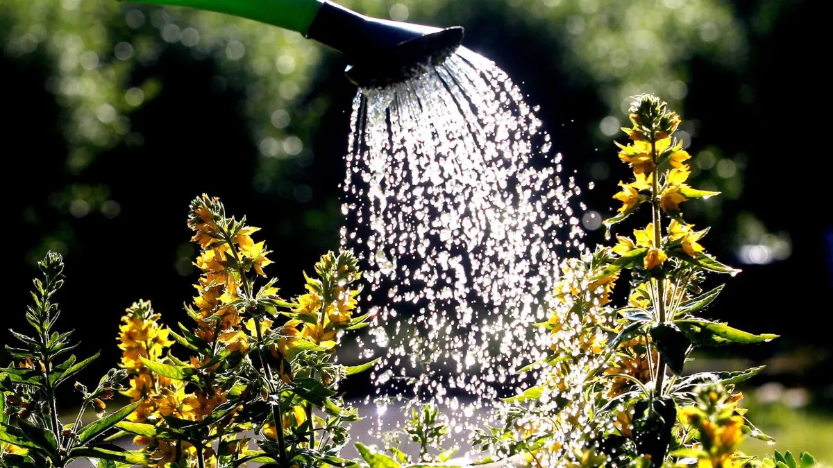 An heißen Sommertagen bei Sonnenaufgang gießen: ARCHIV - 12.06.2020, Nordrhein-Westfalen, Mülheim: Pflanzen brauchen keine Dusche. Es ist besser für sie, wenn das Gießwasser direkt an die Erde über ihre Wurzeln gegeben wird. (zu dpa: «Große Neugier auf kleine Gärten: Offene Gartenpforten im Ruhrgebiet») Foto: Roland Weihrauch/dpa/dpa-tmn +++ dpa-Bildfunk +++