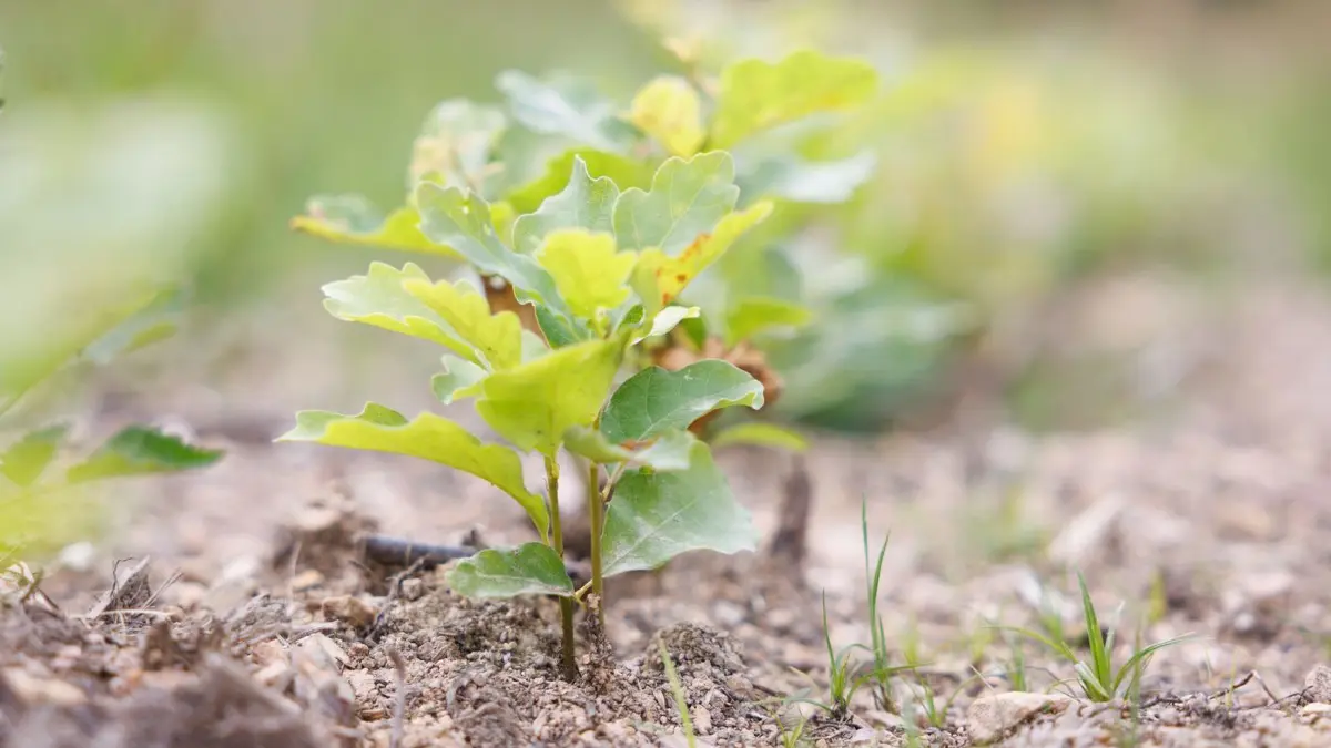 Aufforstung Hessen: PRODUKTION - 26.06.2025, Hessen, Königstein im Taunus: Auf einer Freifläche im Wald wachsen Eichen, die aus einer Rhein-Saat hervorgegangen sind. Um den Wald der Zukunft breit und klimastabil aufzustellen, setzt Hessenforst bei der Wiederbewaldung auf über 20 Baumarten. (zu dpa: «Wie kommt die Aufforstung in Hessens Wäldern voran?») Foto: Lando Hass/dpa +++ dpa-Bildfunk +++
