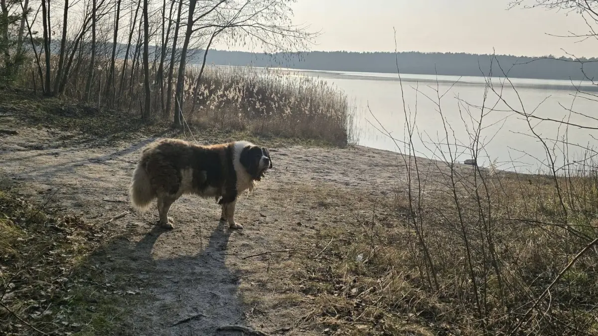 So fanden die Tierheimmitarbeiter Chester im Wald vor.