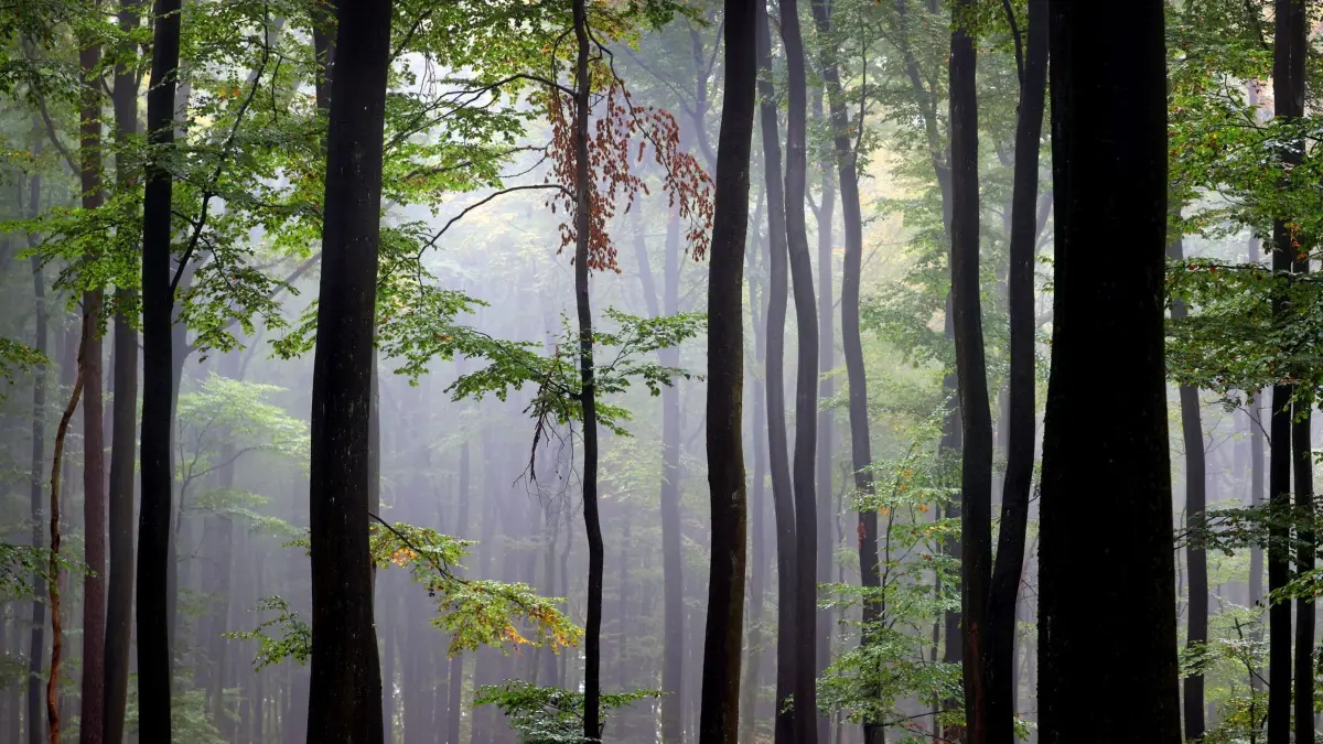 Spessart: ARCHIV - 15.10.2022, Bayern, Lohr Am Main: Bäume eines Buchenwaldes im Spessart stehen im Nebel. (zu dpa: «Biosphärenreservat Spessart wohl nicht umsetzbar») Foto: Karl-Josef Hildenbrand/dpa +++ dpa-Bildfunk +++