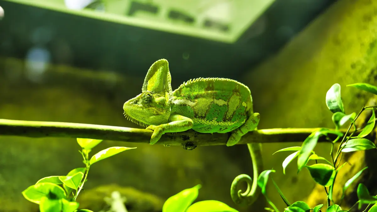 Grünes Chamäleon in einem Terrarium in der Biosphäre Potsdam. Die gut getarnten Tiere sind nicht immer auf den ersten Blick zu entdecken.