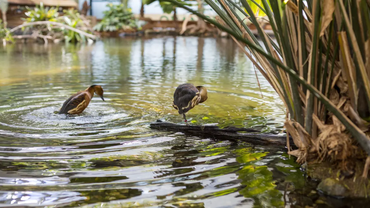 Gelbbrustpfeifgänse in der Biosphäre Potsdam. Wie auch andere Vögel laufen (und schwimmen) die Gänse in der großen Halle frei herum.