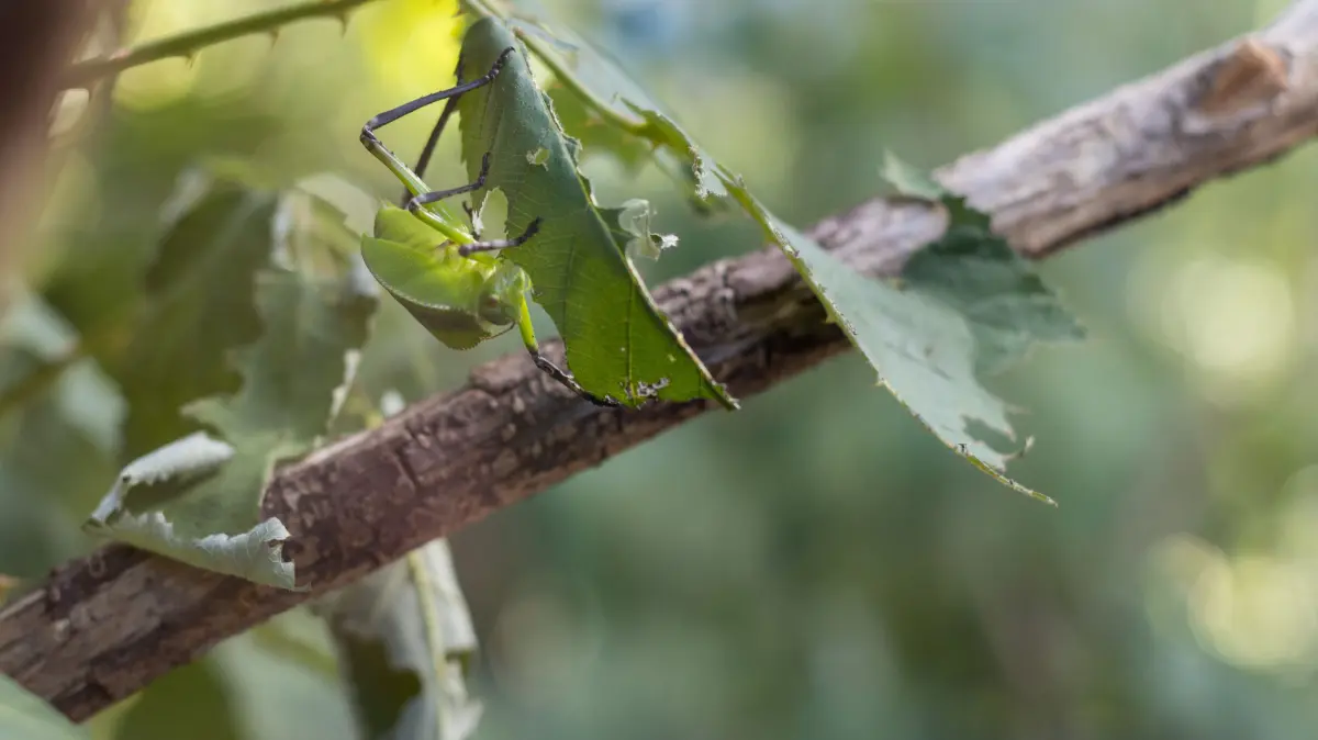Ein besonders gutes Auge brauchen Besucher, um die Laubheuschrecken in ihren Terrarien zu entdecken.