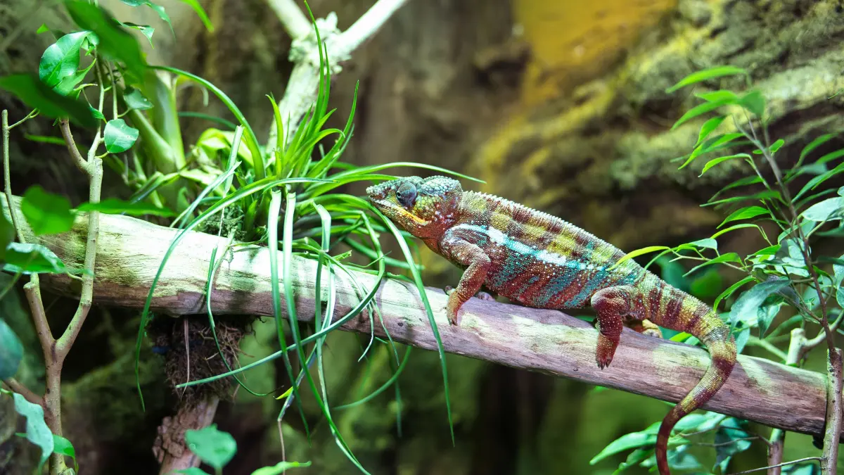 In der Biosphäre Potsdam lassen sich verschiedene Chamäleons bewundern.