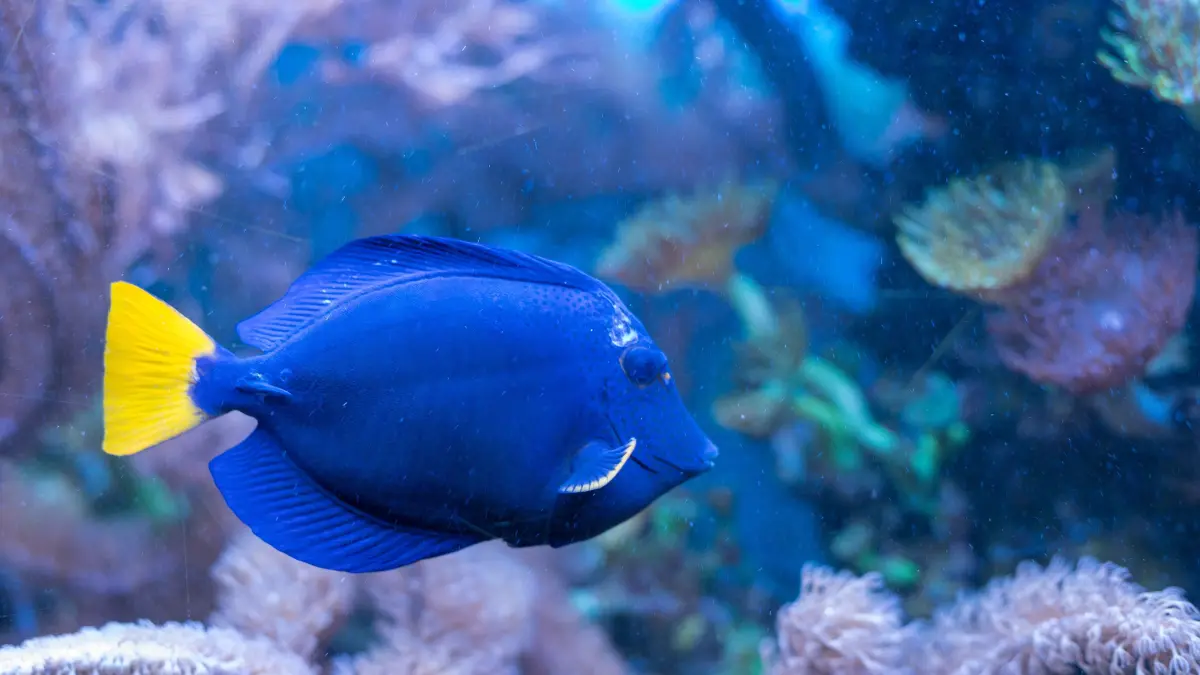 Doktorfisch in einem Aquarium in der Unterwasserwelt der Biosphäre. Die Fische lassen sich durch Bullaugen beobachten, kleine und große Entdecker können sich wie auf einem U-Boot fühlen.